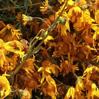 HerboristerieArnicaMontana2 e1577696689731