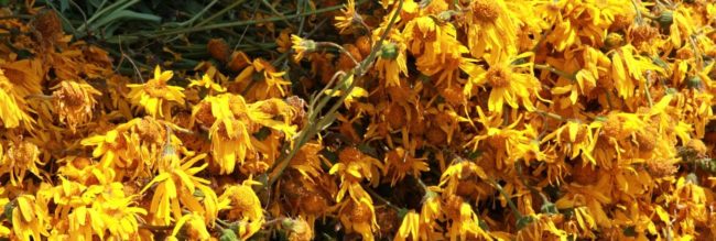 HerboristerieArnicaMontana2 e1577696689731